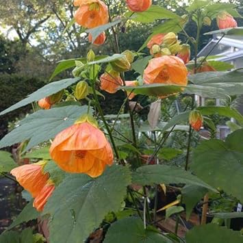 Flower Seeds, Seeds,Seeds For Planting,Plant Seeds