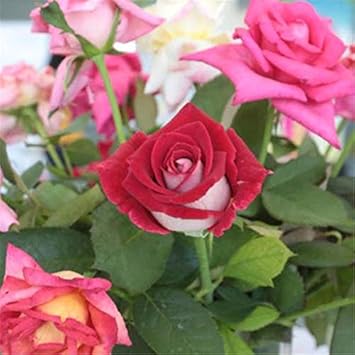 Flower Seeds, Seeds,Seeds For Planting,Plant Seeds