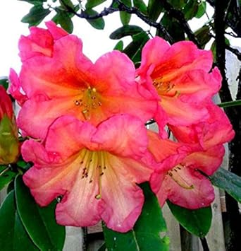 Flower Seeds, Seeds,Seeds For Planting,Plant Seeds