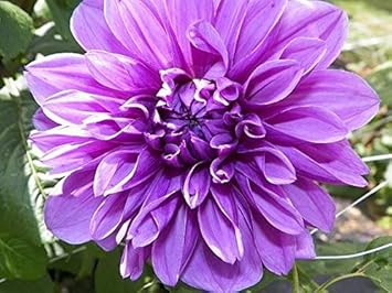 Flower Seeds, Seeds,Seeds For Planting,Plant Seeds