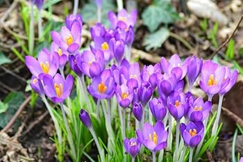 Purple Crocus Flower Seeds – Long Bloom Season, Heirloom & Non-GMO for Home Garden