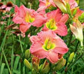Daylily Reblooming Flower Seeds for Planting – Heirloom, Non-GMO, High Germination Organic Garden Seeds