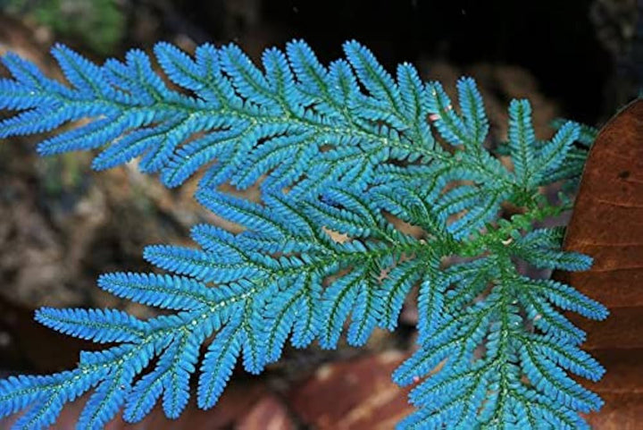 Sky Blue Fern Seeds for Planting – Seasonal Bloomer, Heirloom, Non-GMO, High Germination Organic Garden Seeds