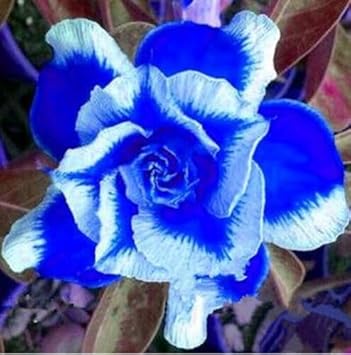 Flower Seeds, Seeds,Seeds For Planting,Plant Seeds