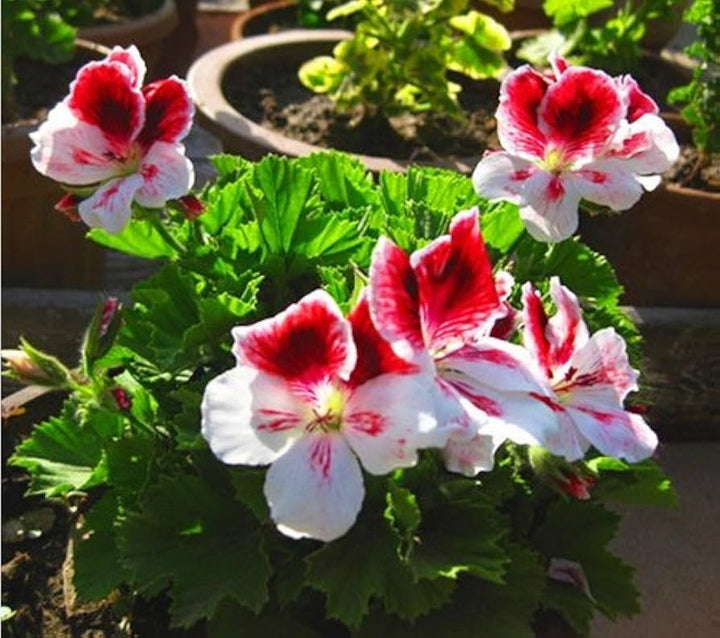 White Red Univalve Geranium Flower Seeds for Planting – Heirloom Non-GMO High Germination Organic Garden Seeds