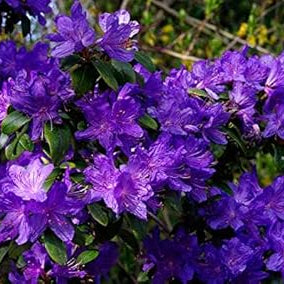 Flower Seeds, Seeds,Seeds For Planting,Plant Seeds