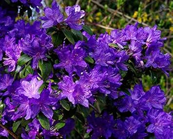 Flower Seeds, Seeds,Seeds For Planting,Plant Seeds