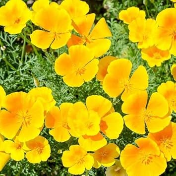 Flower Seeds, Seeds,Seeds For Planting,Plant Seeds