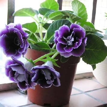 Flower Seeds, Seeds,Seeds For Planting,Plant Seeds