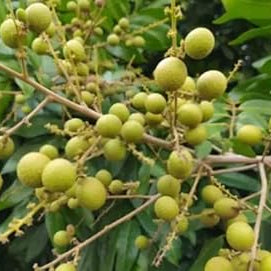 Fruit Seeds,Garden seeds, Seeds For Planting,Plant Seeds