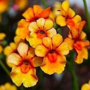 Flower Seeds, Seeds,Seeds For Planting,Plant Seeds
