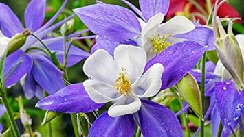 Flower Seeds, Seeds,Seeds For Planting,Plant Seeds
