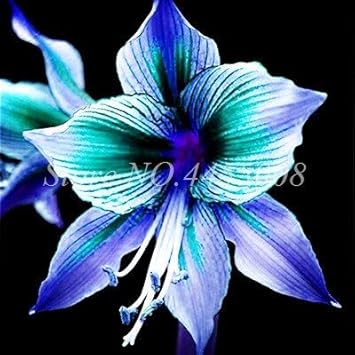 Flower Seeds, Seeds,Seeds For Planting,Plant Seeds