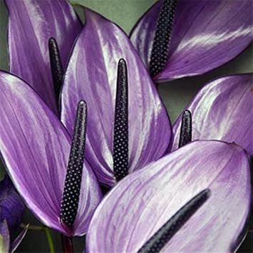 Flower Seeds, Seeds,Seeds For Planting,Plant Seeds