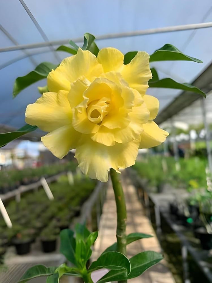 Yellow Adenium Obesum Seeds for Planting – Heirloom, Non-GMO, Garden Favorite, High Germination
