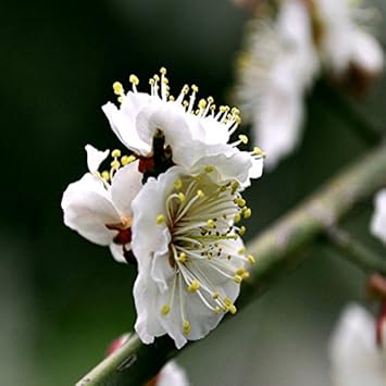 White Philadelphus Flower Seeds for Planting – Heirloom, Non-GMO, High Germination Organic Garden Seeds