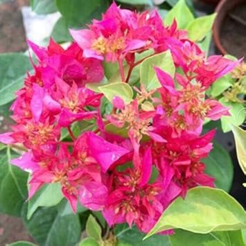 Flower Seeds, Seeds,Seeds For Planting,Plant Seeds