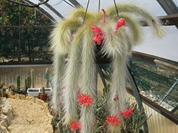Flower Seeds, Seeds,Seeds For Planting,Plant Seeds