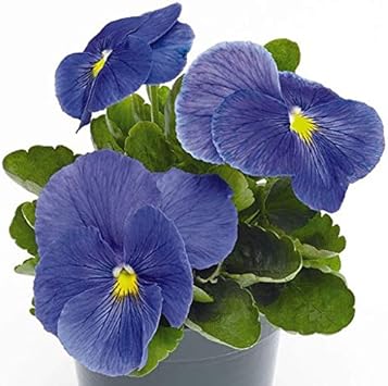 Flower Seeds, Seeds,Seeds For Planting,Plant Seeds