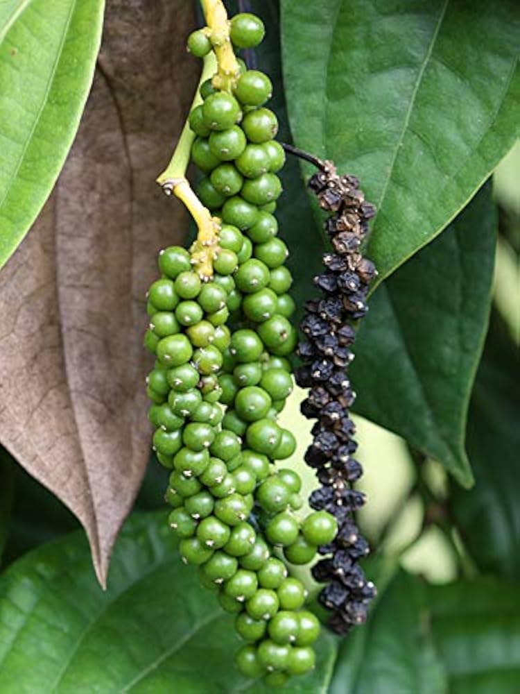 Pepper Tree Seeds for Planting – Heirloom & Non-GMO Seeds for Aromatic Spice Gardens