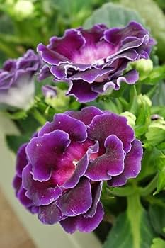 Violet Gloxinia Flower Seeds for Planting – Heirloom, Non-GMO, Fragrant Blossoms, High Germination