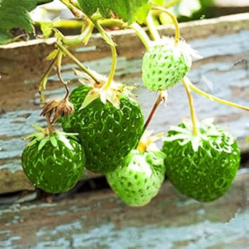 Fruit Seeds,Garden seeds, Seeds For Planting,Plant Seeds