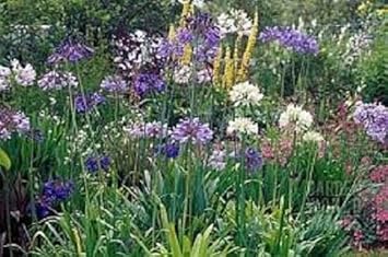 Flower Seeds, Seeds,Seeds For Planting,Plant Seeds