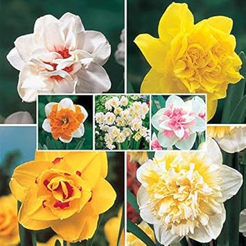 Flower Seeds, Seeds,Seeds For Planting,Plant Seeds