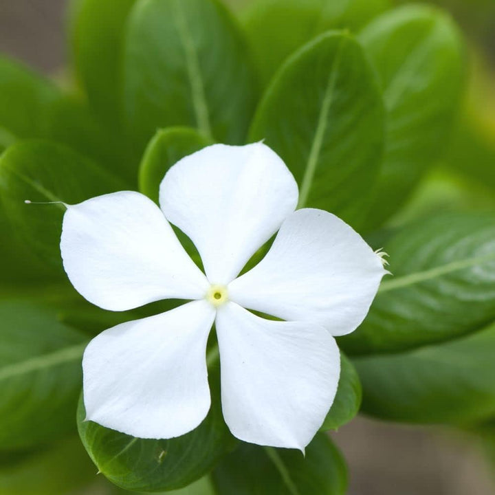 Flower Seeds, Seeds,Seeds For Planting,Plant Seeds