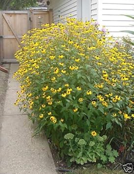 Yellow Rudbeckia Triloba Seeds – Heirloom, Non-GMO, Hardy Variety