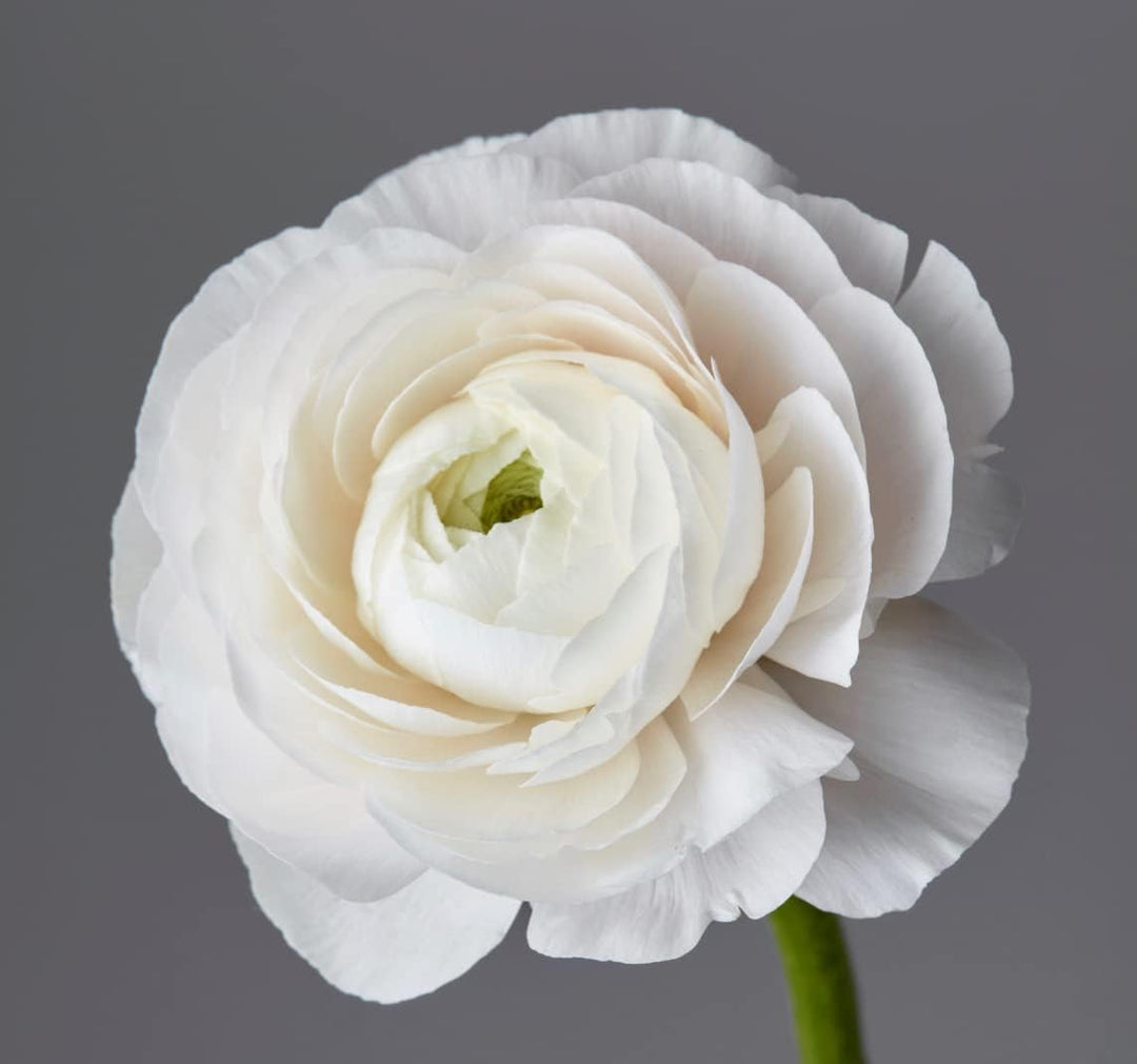 Flower Seeds, Seeds,Seeds For Planting,Plant Seeds