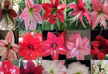 Flower Seeds, Seeds,Seeds For Planting,Plant Seeds