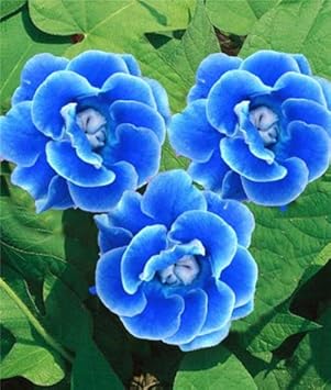 Flower Seeds, Seeds,Seeds For Planting,Plant Seeds