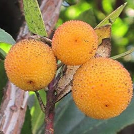 Fruit Seeds,Garden seeds, Seeds For Planting,Plant Seeds