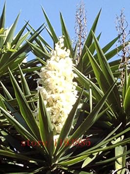 Flower Seeds, Seeds,Seeds For Planting,Plant Seeds