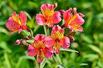 Flower Seeds, Seeds,Seeds For Planting,Plant Seeds