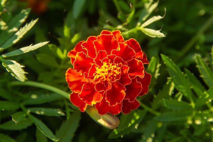 Red Perennial Flower Seeds for Planting – Pollinator Friendly, Heirloom, Non-GMO Home Garden