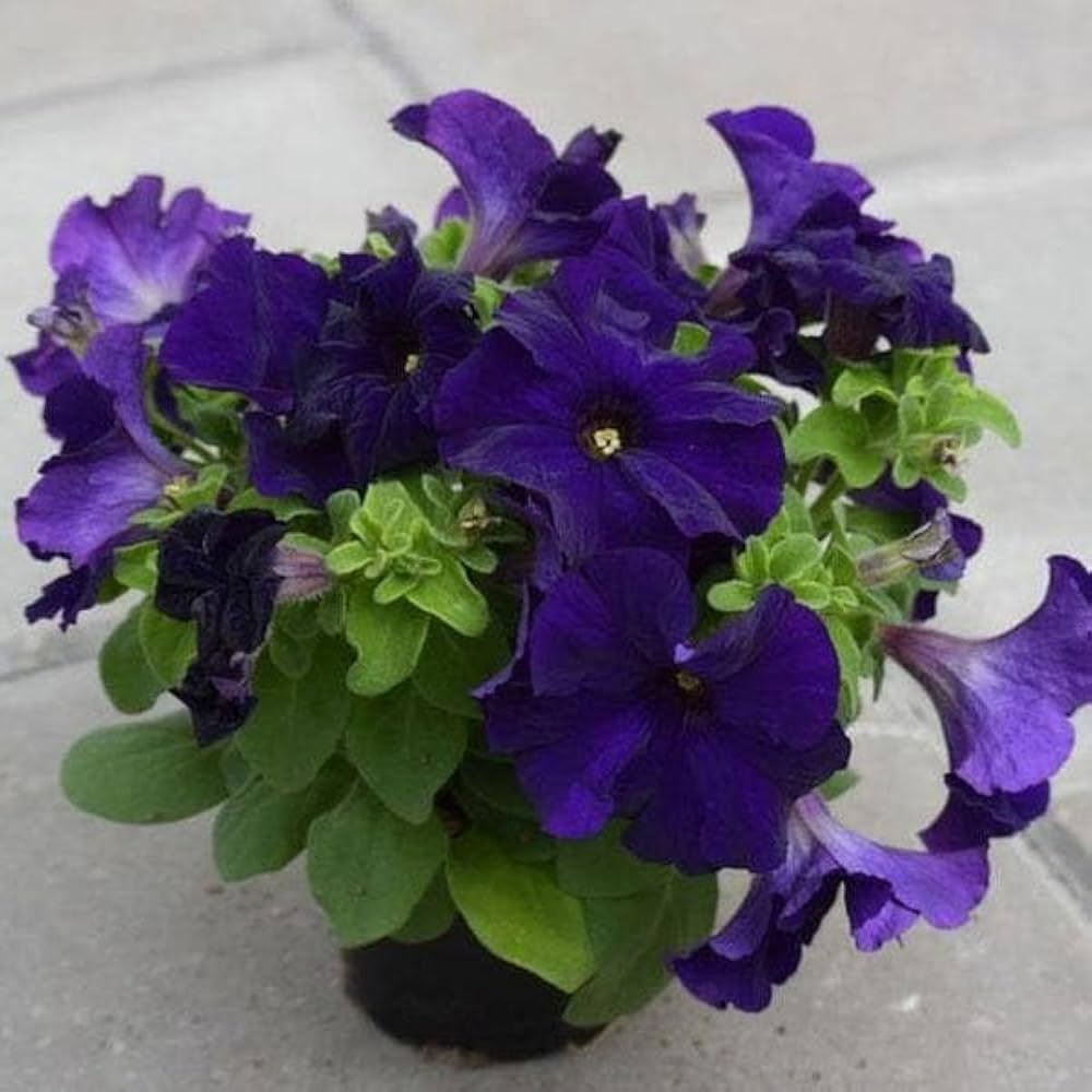 Deep Purple Petunia Flower Seeds for Planting – Heirloom, Non-GMO, High Germination Garden Seeds