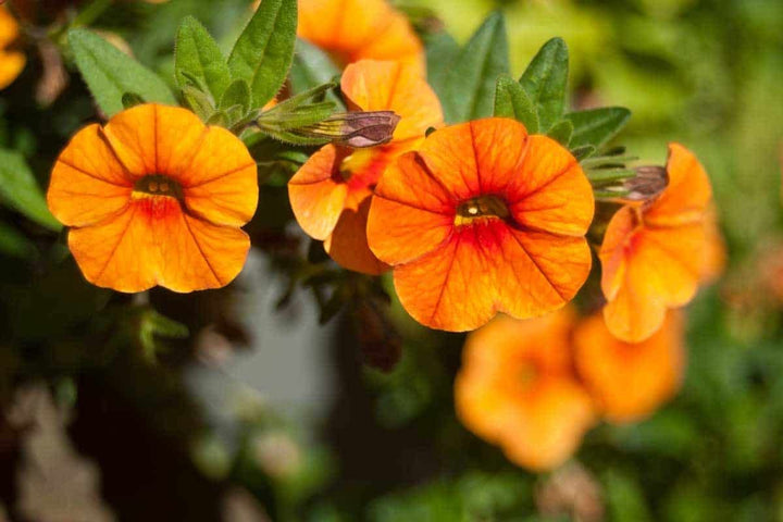 Orange Red Petunia Flower Seeds for Planting – Heirloom, Non-GMO, Organic Garden Seeds