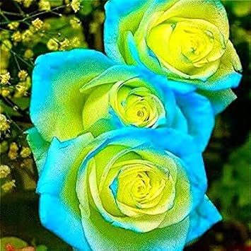 Flower Seeds, Seeds,Seeds For Planting,Plant Seeds