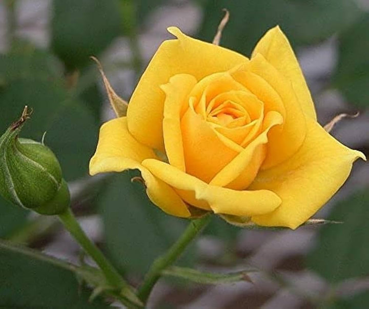 Deep Yellow Rose  Flower seeds for Planting - Cut Flower Favorite, Heirloom & GMO Free Seeds for Home Garden, 100pcs
