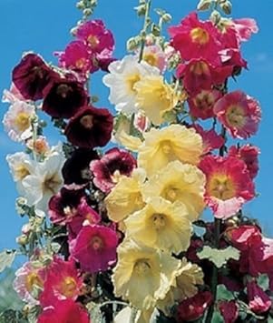 Mixed Hollyhock Flower Seeds for Planting – Heirloom, Non-GMO, High Germination Organic Garden Seeds