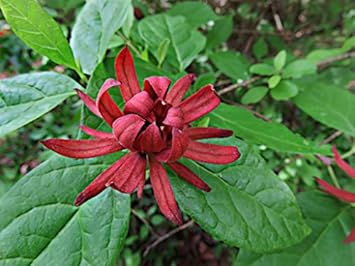 Flower Seeds, Seeds,Seeds For Planting,Plant Seeds