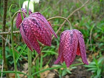 Flower Seeds, Seeds,Seeds For Planting,Plant Seeds