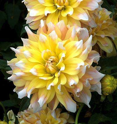 Dahlia Flower Seeds for Planting Yellow White – Heirloom, Non-GMO, High Germination Organic Garden Seeds