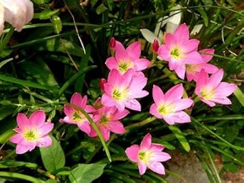 Pink Habranthus Robustus Flower Seeds for Planting – Heirloom, Non-GMO, Sun Loving, High Germination
