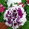Heirloom Russian Petunia Flower Seeds for Planting – Low Maintenance, Non-GMO, High Germination Organic Garden Seeds