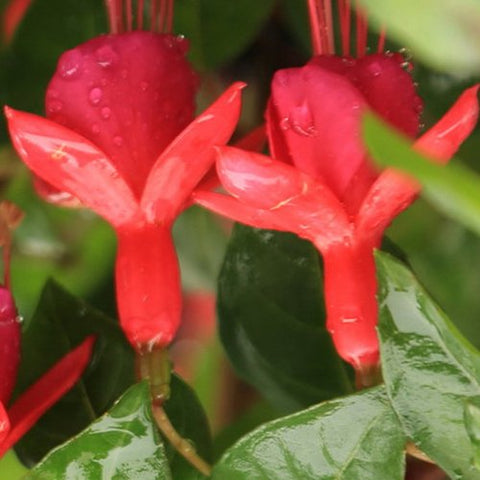 Flower Seeds, Seeds,Seeds For Planting,Plant Seeds