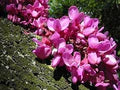 Pink Cercis Siliquastrum Flower Seeds for Planting – Heirloom, Non-GMO, Bright Blooms, Organic Garden Seeds