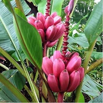 Fruit Seeds,Garden seeds, Seeds For Planting,Plant Seeds